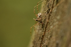 Megabunus diadema