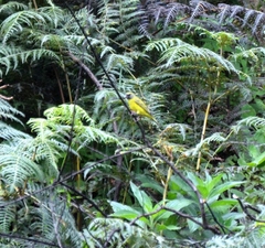 Crithagra hyposticta