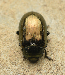 Phratora vitellinae