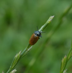 Labidostomis longimana