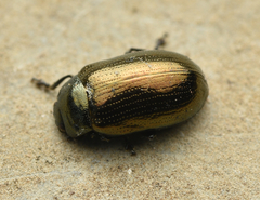 Phratora vitellinae