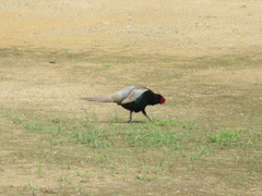 Phasianus versicolor