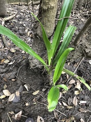 Crinum pedunculatum