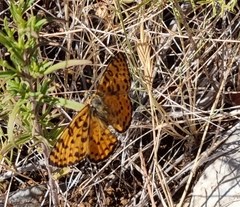 Melitaea trivia