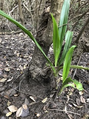Crinum pedunculatum