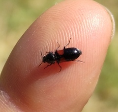 Divales bipustulatus