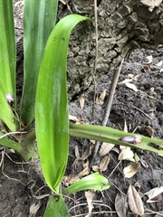 Crinum pedunculatum