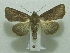 Mesapamea secalis