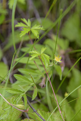 Potentilla flagellaris