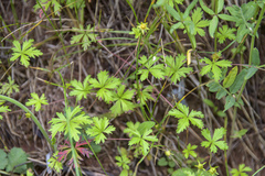 Potentilla flagellaris