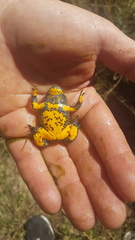 Bombina variegata pachypus