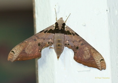 Adhemarius gannascus