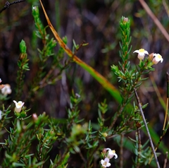 Lachnaea filicaulis