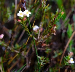 Lachnaea filicaulis