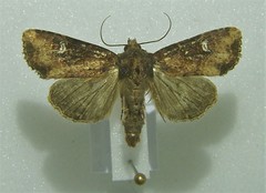 Mesapamea secalis