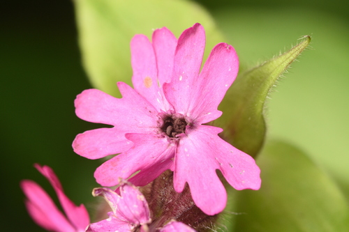 Red Campion Anther Smut