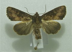 Mesapamea secalis