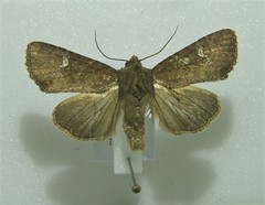 Mesapamea secalis