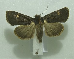 Mesapamea secalis