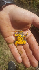 Bombina variegata pachypus