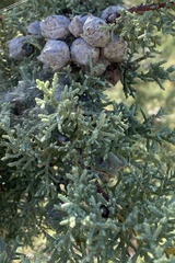 Cupressus stephensonii