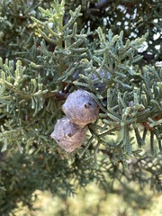 Cupressus stephensonii