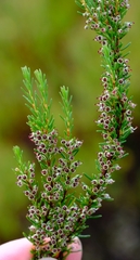 Erica rubiginosa