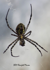 Argiope