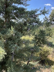 Cupressus stephensonii