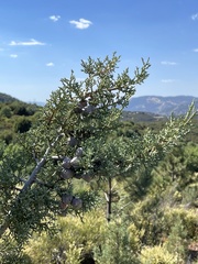 Cupressus stephensonii