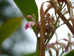 Alpinia nigra