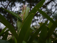 Alpinia nigra