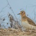 Mountain Plover - Photo (c) Kevin Chen, some rights reserved (CC BY-NC), uploaded by Kevin Chen