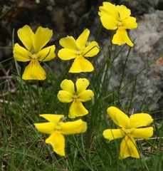 Viola calcarata