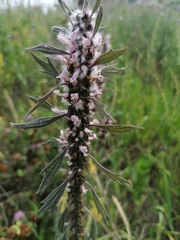 Leonurus quinquelobatus