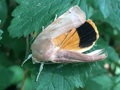 Noctua fimbriata