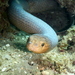 Olive Sea Snake - Photo (c) adurbano, some rights reserved (CC BY-NC)