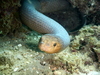 Olive Sea Snake - Photo (c) Amaury Durbano, some rights reserved (CC BY-NC), uploaded by Amaury Durbano