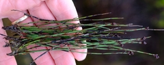 Elegia squamosa