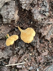 Panellus ligulatus