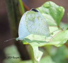 Leptosia nina