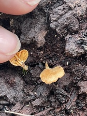 Panellus ligulatus