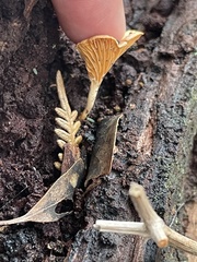 Panellus ligulatus