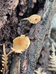 Panellus ligulatus