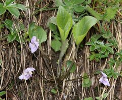 Viola thomasiana