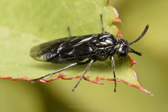 Arge nigripes