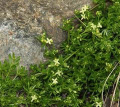 Galium tendae