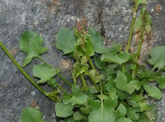 Rumex scutatus