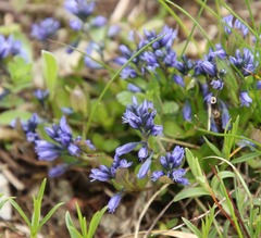 Polygala alpestris