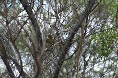 Emberizidae